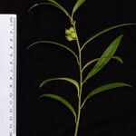 Sarcococca saligna Other