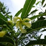 Tabernaemontana persicariifolia Flor