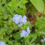 Myosotis alpestris Blomst