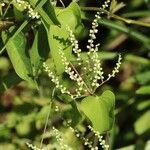 Dioscorea japonica Fiore
