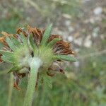 Anthyllis montana Fruto