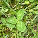 Trifolium pratenseBlad