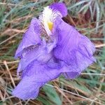 Iris lutescens Flor