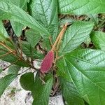 Theobroma grandiflorum Hoja