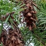 Pseudotsuga menziesii Gyümölcs