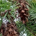 Pseudotsuga menziesii Fruit