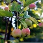 Malus sylvestrisFrucht