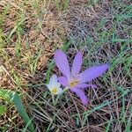 Colchicum multiflorumFlower