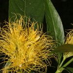 Schaueria calytricha Virág