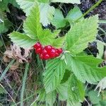 Rubus saxatilis Frukt