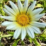 Gazania linearisЦвят