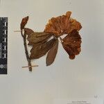 Rhododendron lanatum अन्य
