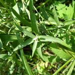 Centaurea decipiens Leaf