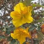 Fremontodendron californicum Fiore
