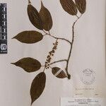 Prunus undulata 其他
