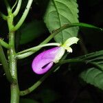 Impatiens niamniamensis Flower