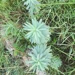 Euphorbia seguieriana Hoja