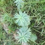 Euphorbia seguieriana Leaf