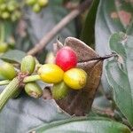 Psychotria viridis Fruit
