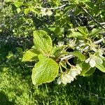 Prunus subcordata Blad