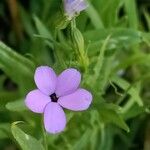 Eudianthe coeli-rosa Flower