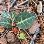 Pyrola picta Leaf