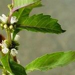 Lycopus uniflorus Flower