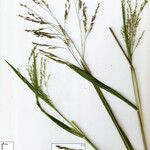 Panicum dichotomiflorum Otro