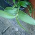 Epidendrum ibaguense Leaf