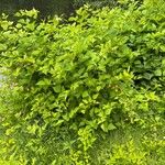 Rubus spectabilis Hábito