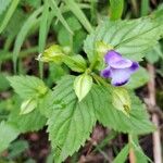 Torenia asiatica 整株植物