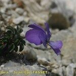 Viola diversifolia अन्य