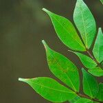 Cynometra mannii Blatt