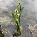 Sparganium emersum Flower