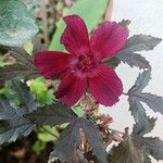 Hibiscus acetosella Φύλλο