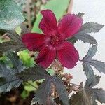 Hibiscus acetosella Blatt