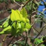 Crotalaria agatiflora