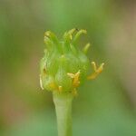 Ranunculus thora Fruit