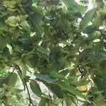 Carpinus betulus Fruit