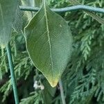 Solanum chenopodioides Foglia