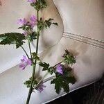 Malva multiflora Flor