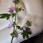 Malva multiflora Květ