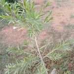 Melaleuca viminalis Leaf