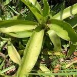 Callisia fragrans Lehti