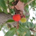 Arbutus andrachne Fruit