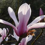 Magnolia amoena