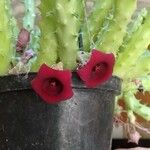 Huernia schneideriana Lorea