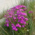 Senecio elegans عادت داشتن