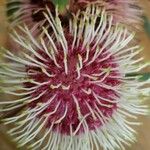 Hakea laurina Kwiat