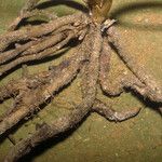 Prescottia stachyodes Corteza